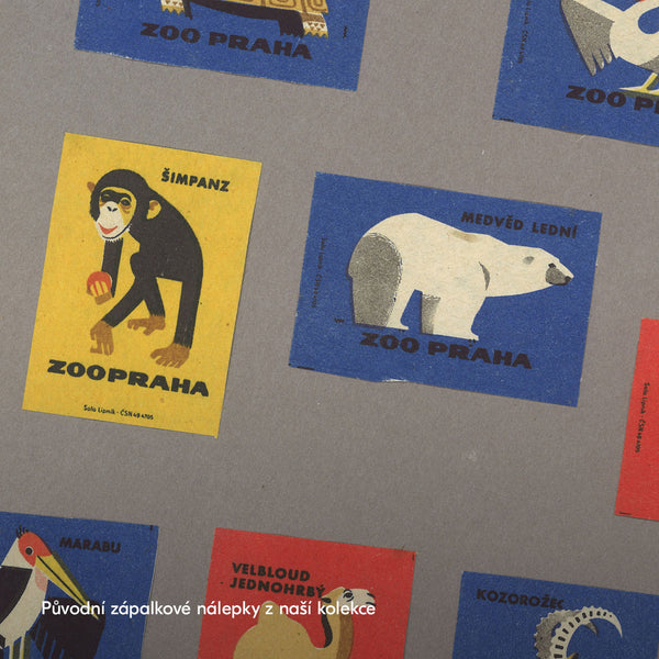 Limitovaný plakát 30x40 cm / Zoo Praha - Šimpanz